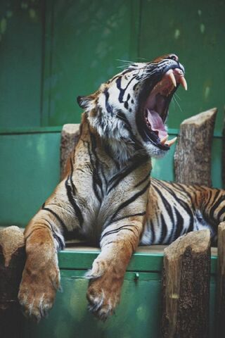 Roar of the Wild: The Majestic Rawr Tiger 🐅