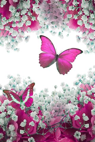 गुलाबी फुलपाखरे