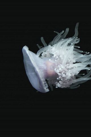 Jelly Fish