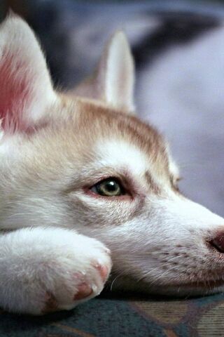 Adorable Husky Pup Dreaming 🌟