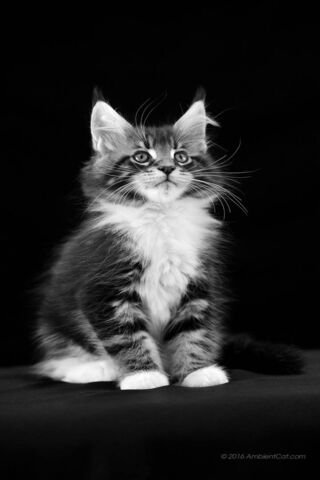 Majestic Whiskers: The Enchanting Cat