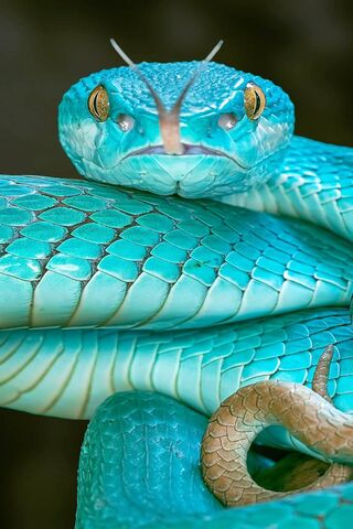 Emerald Enigma: The Mes..