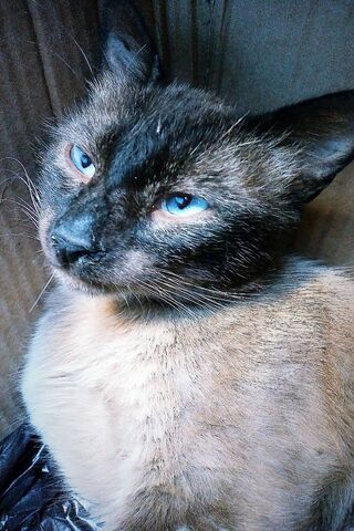 Enigmatic Blue Eyes of the Feline World 🐾💙