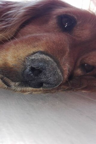 Perrito's Cozy Moment 🐶✨