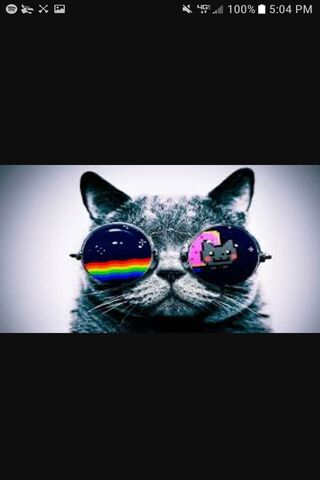 Cool Cats in Cosmic Shades 🌌😎