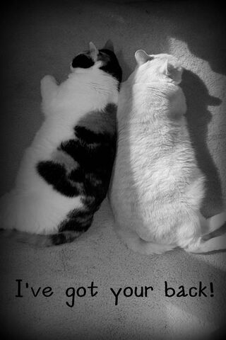 Purrfect Companions: Always There for You! 🐾❤️