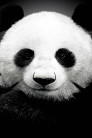 Panda Mirada: The Gentle Gaze of Nature 🐼✨