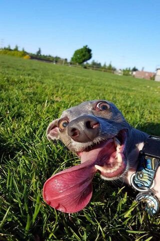 Goofy Pup Enjoying the ..