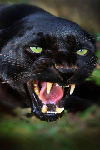 The Majestic Shadow: Black Panther Unleashed 🐾