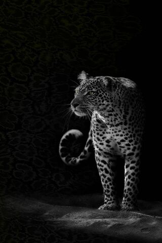 Phoneky جاكوار الأسود Hd خلفيات
