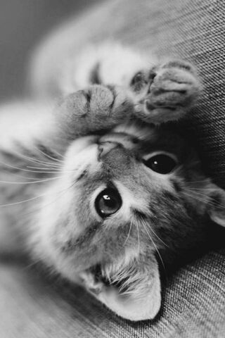Charming Grayscale Whiskers 🐾
