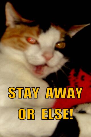 Fierce Feline Warning! 🐾