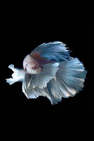 Graceful Swirls: The Fi..