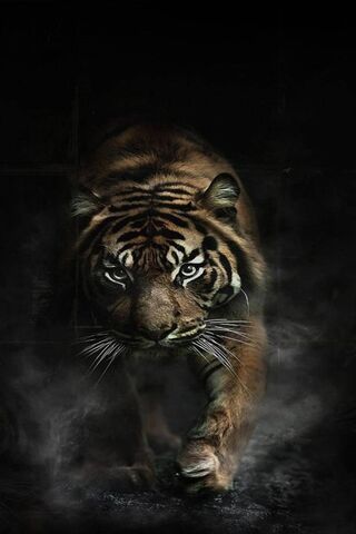 Tigre com raiva