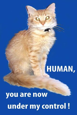 The Purr-fect Puppet Master 🐾