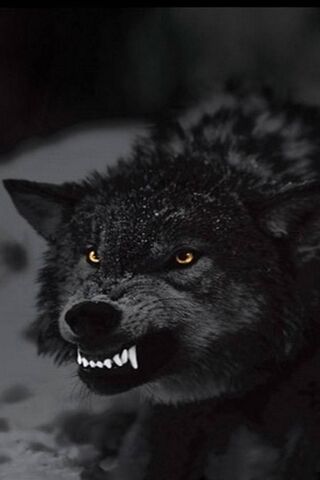 Lobo enojado