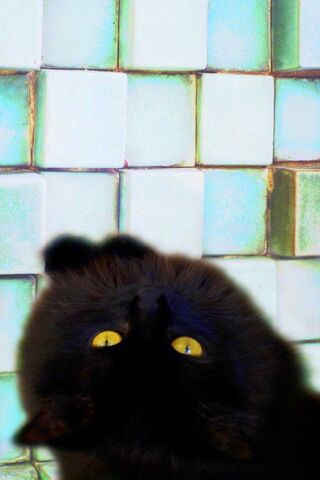 Mystical Gaze: The Enigmatic Black Cat