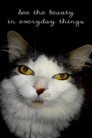 Captivating Whiskers: A Glimpse of Feline Elegance