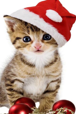 Різдвяний кіт