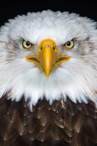 Majestic Gaze of the Eagle 🦅