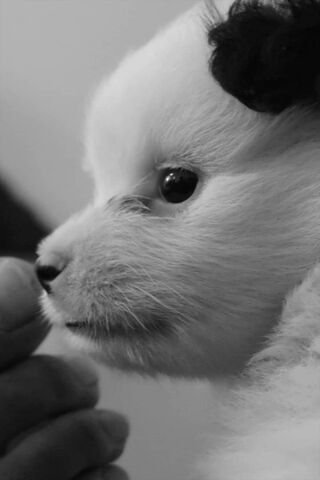 Adorable Puppy Moments 🐾