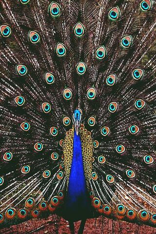 Hd Peacock