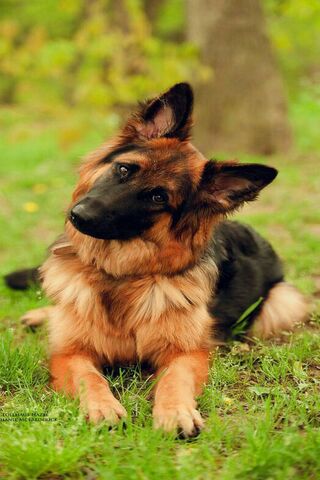 German Shepherd