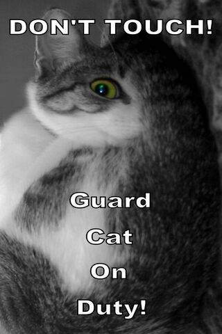 Feline Security: The Watchful Guardian 🐾