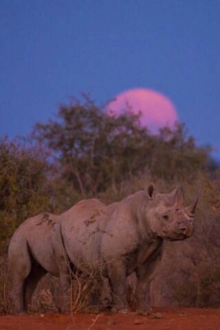 Majestic Rhino at Dusk 🌅🦏