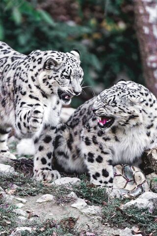 Snowy Encounters: The M..