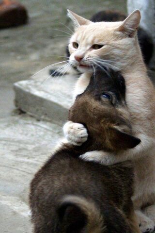 Furry Friends in a Hear..