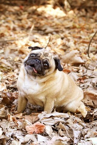 Pug-tastic Adventures in the Leaves! 🍂🐶