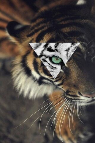 Kaplan: The Majestic Tiger