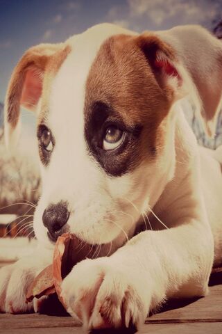Puppy Playtime: A Momen..