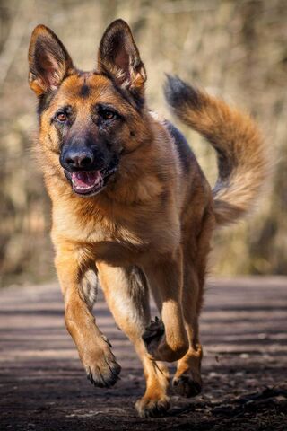 Joyful German Shepherd ..
