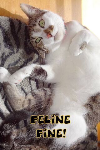 Purrfectly Relaxed: A Feline's Day Off! 🐾