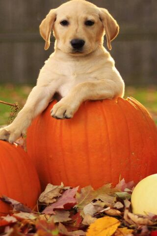 Halloween Puppy