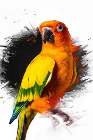Colorful Companion: The Sun Conure 🌞🦜