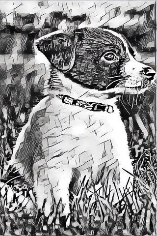 Charming Monochrome Pup 🐾