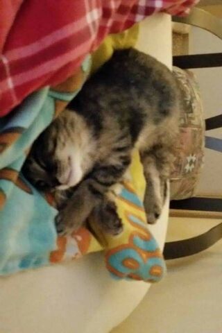 Cozy Catnap Vibes 💤🐾