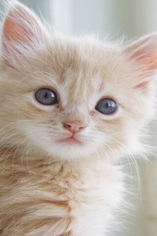 Katty Cat: The Adorable Feline Star! 🐾✨