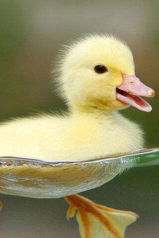 Adorable Duckling Delig..