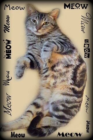 Charming Meow Tabby: The Purr-fect Companion! 🐾