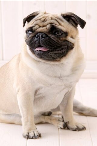 Pug-tastic Charm! 🐾