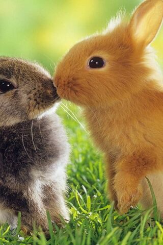 Bunny Love: A Sweet Encounter 🐰❤️