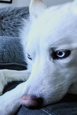 Chill Vibes with a Snowy Companion 🐾❄️