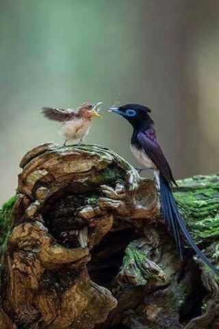 Feeding