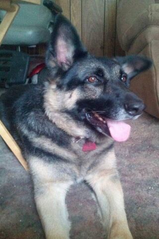 Joyful Moments with My Furry Friend 🐾❤️