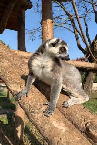 Adorable Lemur Adventures! 🐾