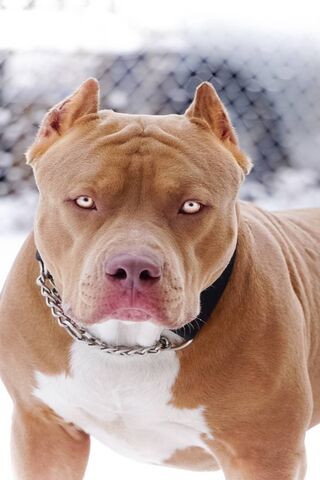 Pitbull